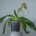 Paphiopedilum platyphyllum