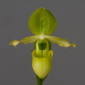 Paphiopedilum primulinum