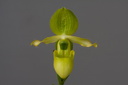 Paphiopedilum primulinum