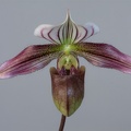 Paphiopedilum purpuratum