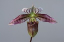 Paphiopedilum purpuratum