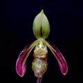 Paphiopedilum sangii