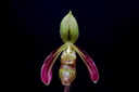 Paphiopedilum sangii