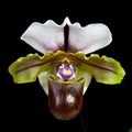 Paphiopedilum spicerianum