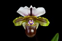 Paphiopedilum spicerianum