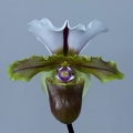 Paphiopedilum spicerianum