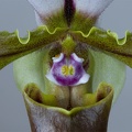 Paphiopedilum spicerianum