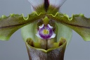 Paphiopedilum spicerianum