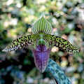 Paphiopedilum sukhakulii