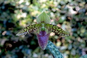 Paphiopedilum sukhakulii