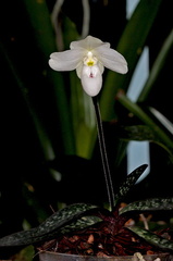 Paphiopedilum thaianum