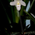 Paphiopedilum thaianum