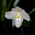 Paphiopedilum thaianum