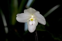 Paphiopedilum thaianum