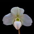 Paphiopedilum thaianum