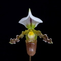 Paphiopedilum tranlienianum