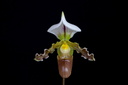 Paphiopedilum tranlienianum