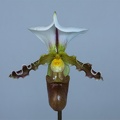 Paphiopedilum tranlienianum