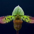 Paphiopedilum venustum