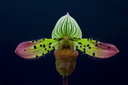 Paphiopedilum venustum