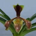 Paphiopedilum villosum