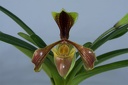 Paphiopedilum villosum