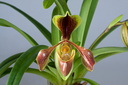 Paphiopedilum villosum f. laichauense