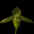 Paphiopedilum wardii f. alboviride