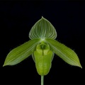 Paphiopedilum_wardii_alboviride2.jpg