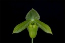 Paphiopedilum wardii f. alboviride