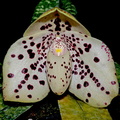 Paphiopedilum wenshanense