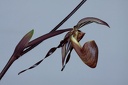 Paphiopedilum wilhelminae