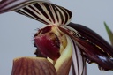 Paphiopedilum wilhelminae