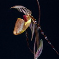 Paphiopedilum wilhelminae