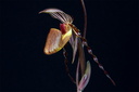 Paphiopedilum wilhelminae