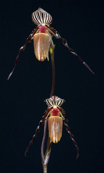 Paphiopedilum_wilhelminae3.jpg