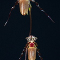 Paphiopedilum wilhelminae