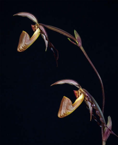 Paphiopedilum wilhelminae