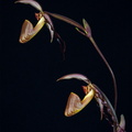 Paphiopedilum wilhelminae