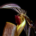 Paphiopedilum wilhelminae