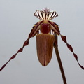 Paphiopedilum wilhelminae