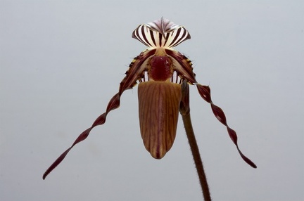 Paphiopedilum wilhelminae