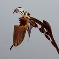 Paphiopedilum wilhelminae