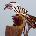 Paphiopedilum wilhelminae