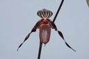 Paphiopedilum wilhelminae