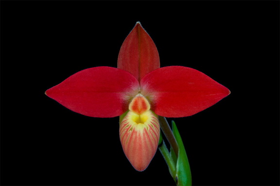 Phragmipedium besseae