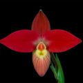 Phragmipedium besseae