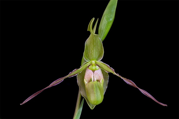 Phragmipedium longifolium