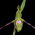 Phragmipedium longifolium