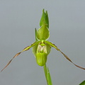 Phragmipedium longifolium